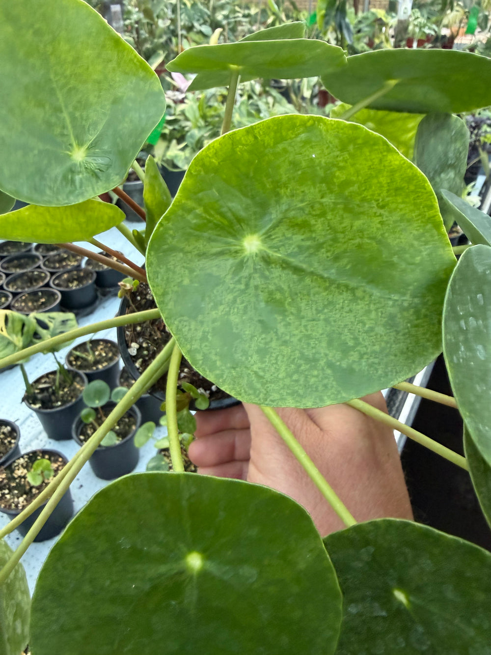 Pilea mojito