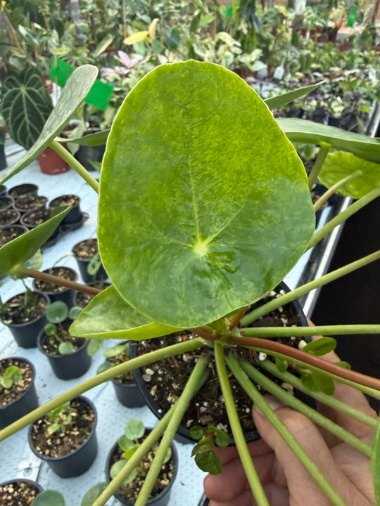 Pilea mojito