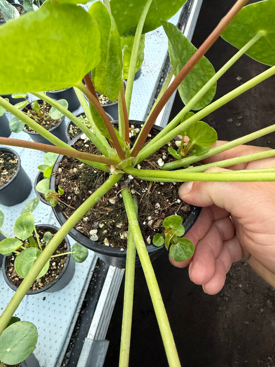 Pilea mojito
