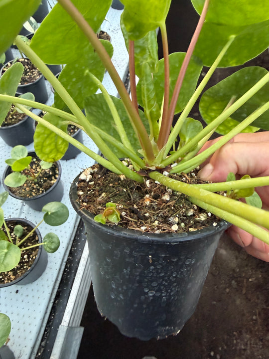 Pilea mojito