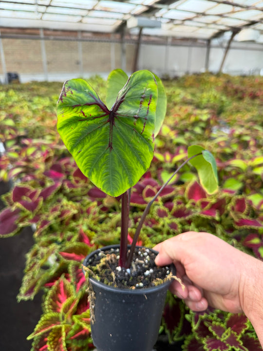 Colocasia pharrow mask