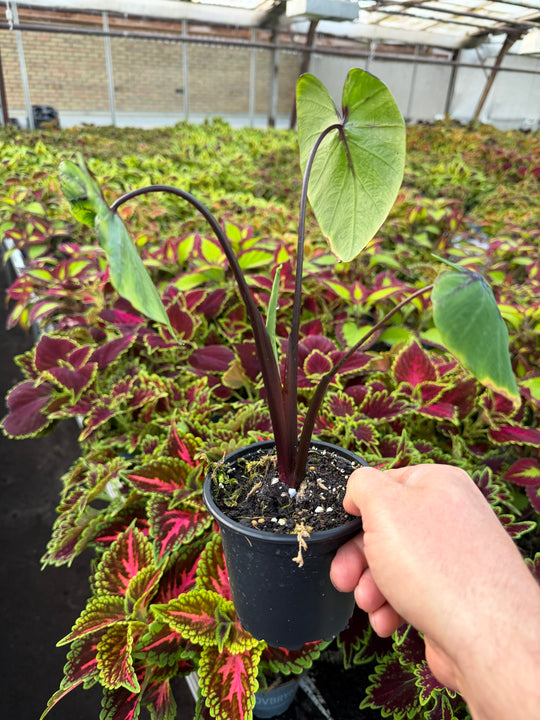 Colocasia pharrow mask
