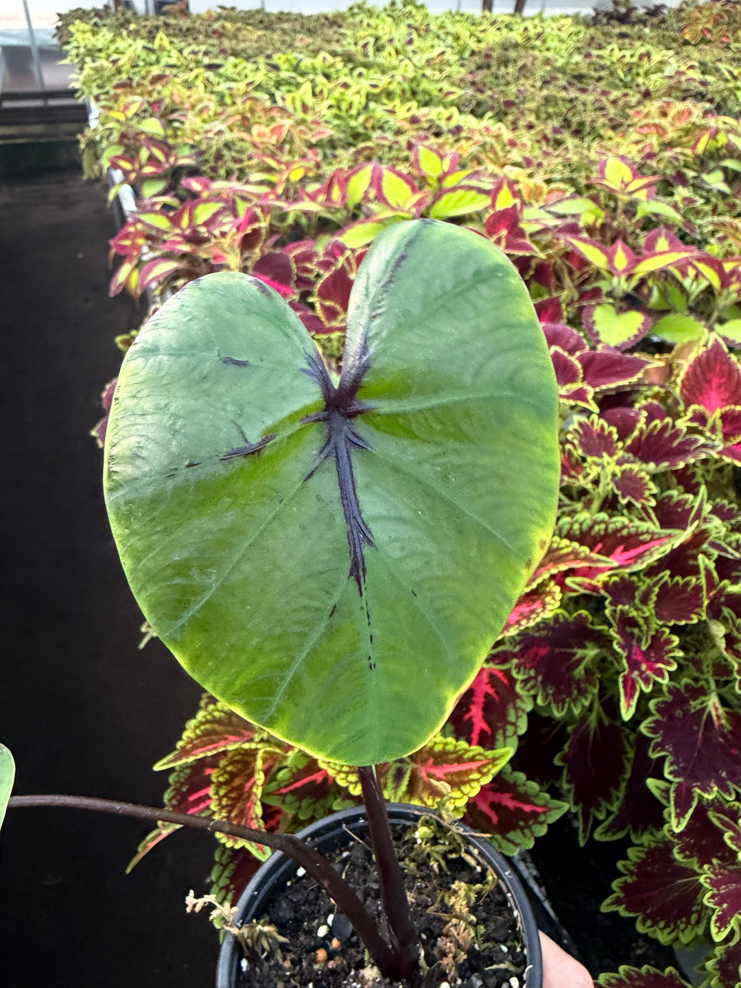 Colocasia pharrow mask