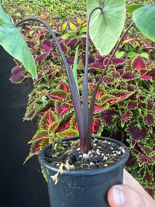 Colocasia pharrow mask