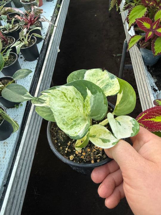 epipremnum manjula
