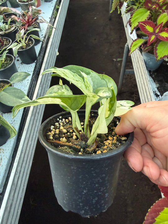 epipremnum manjula