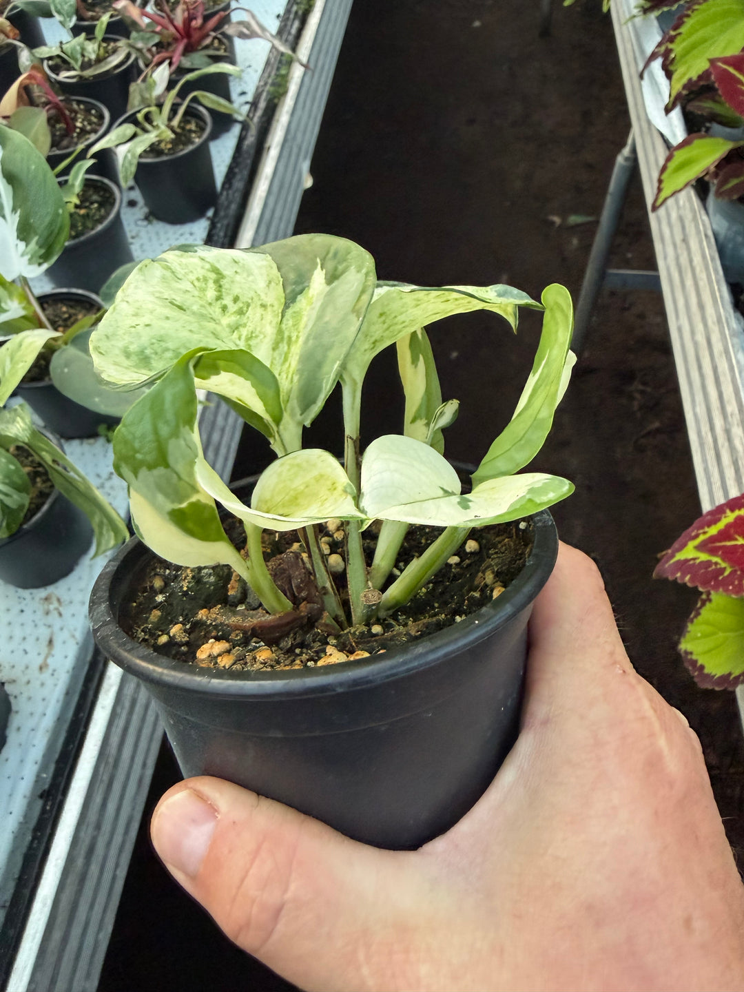 epipremnum manjula