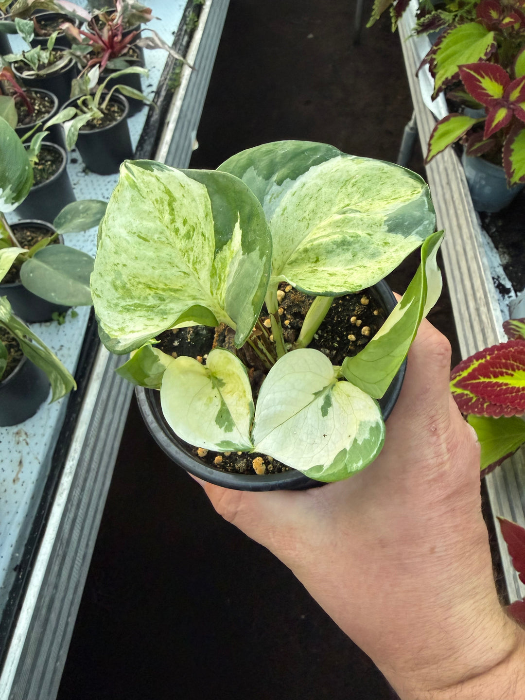epipremnum manjula