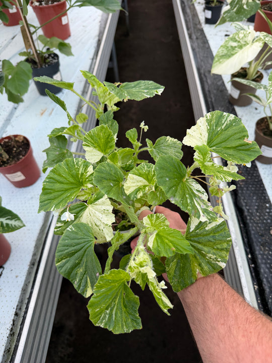 Begonia variagata NoID