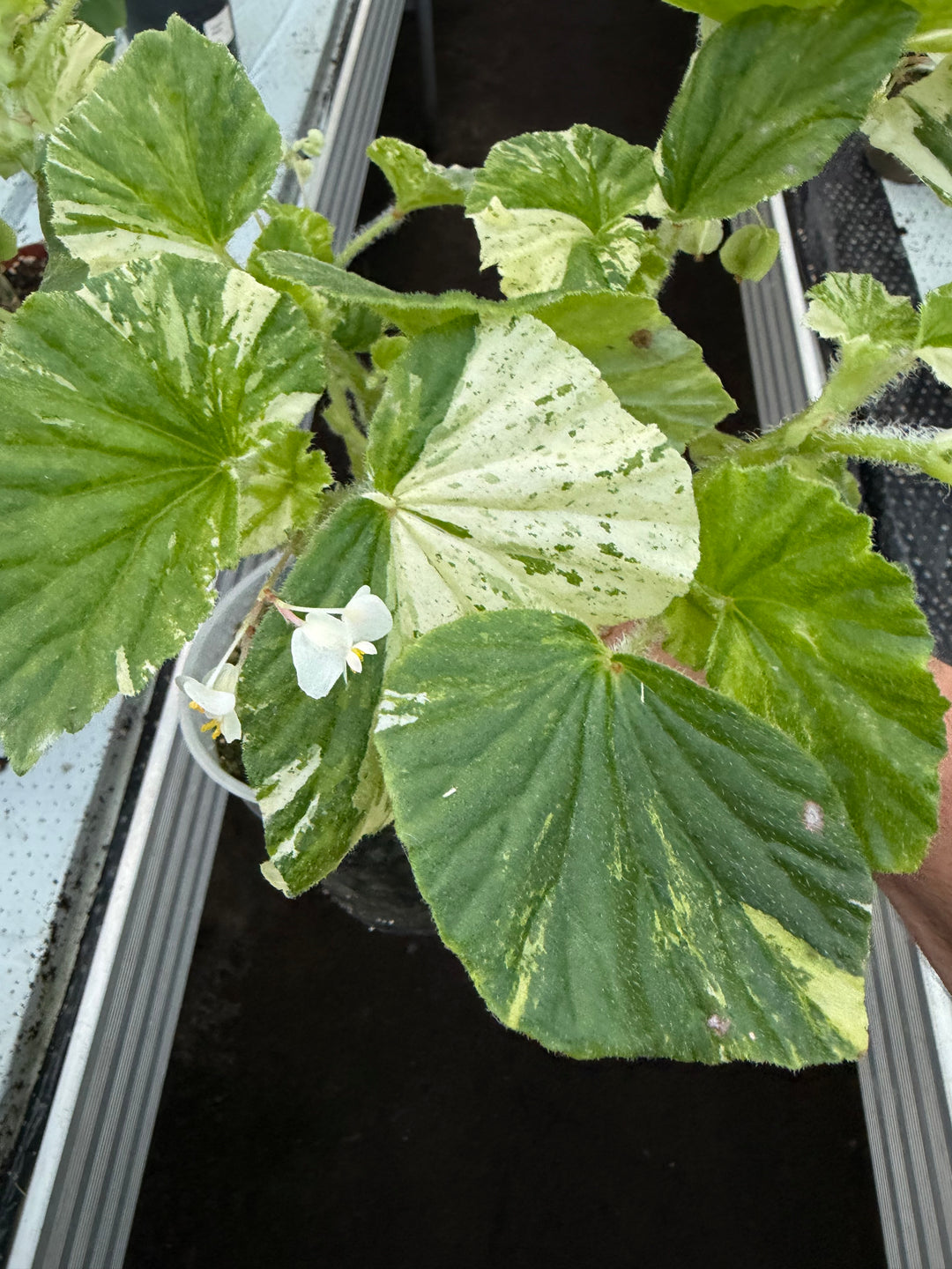 Begonia variagata NoID