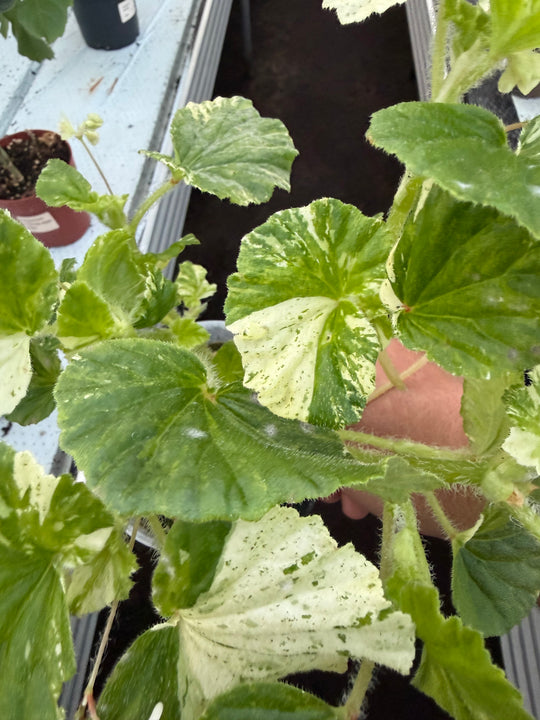 Begonia variagata NoID