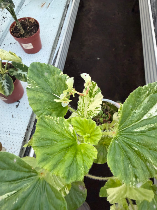 Begonia variagata NoID