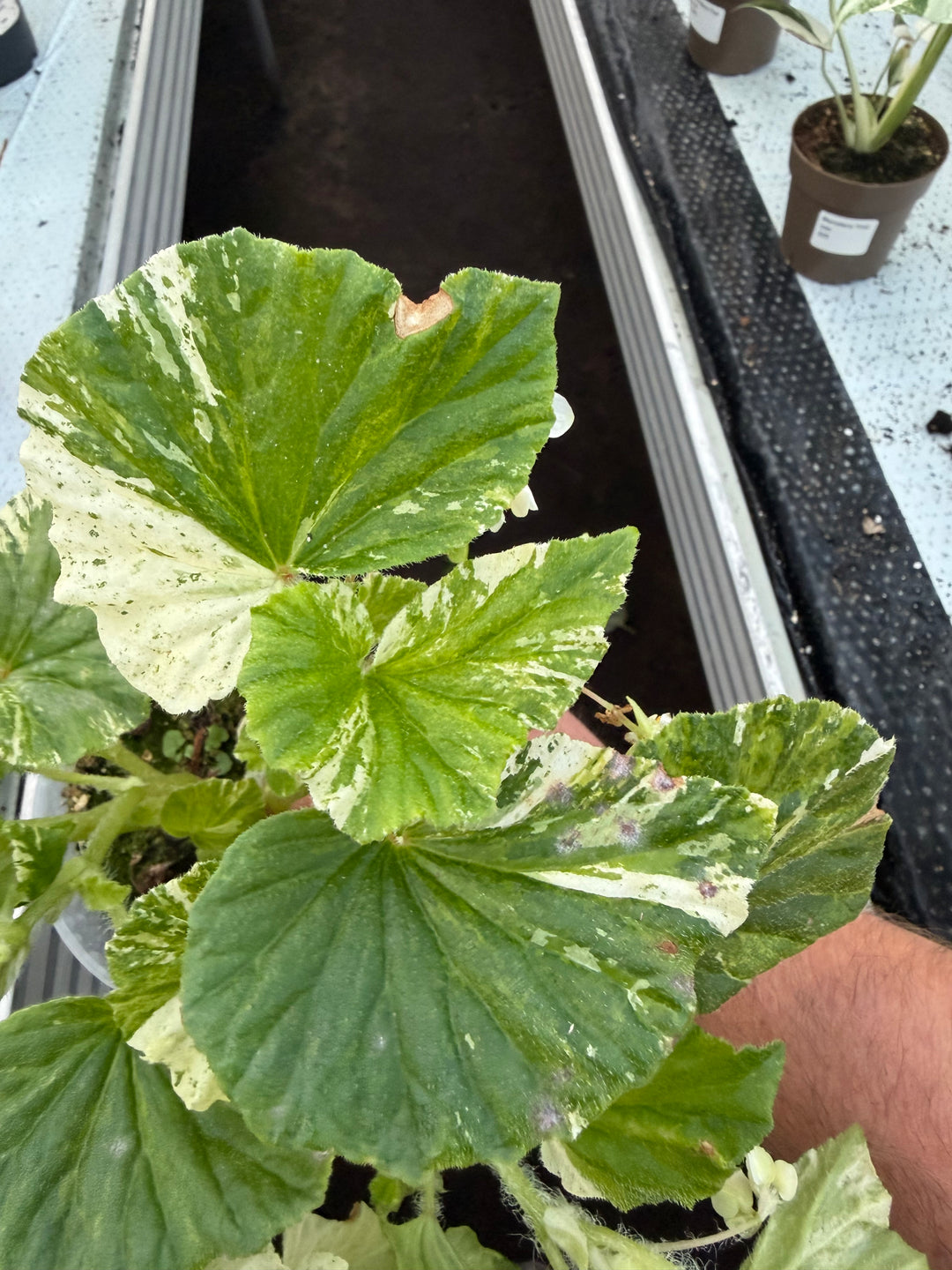 Begonia variagata NoID