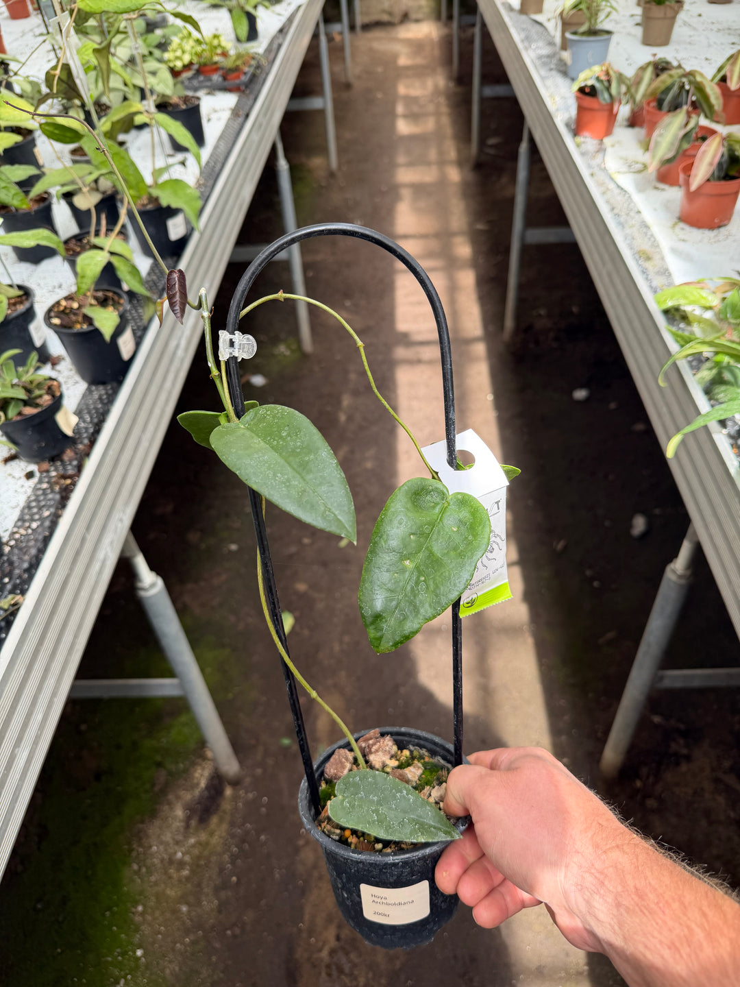 Hoya archboldiana