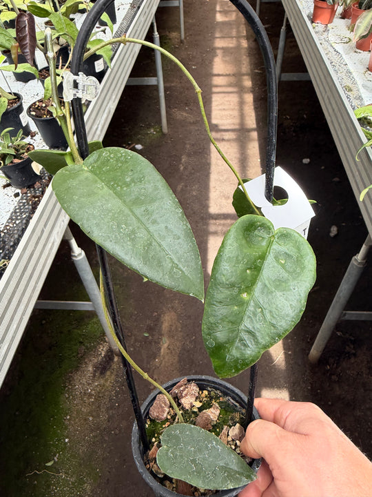 Hoya archboldiana