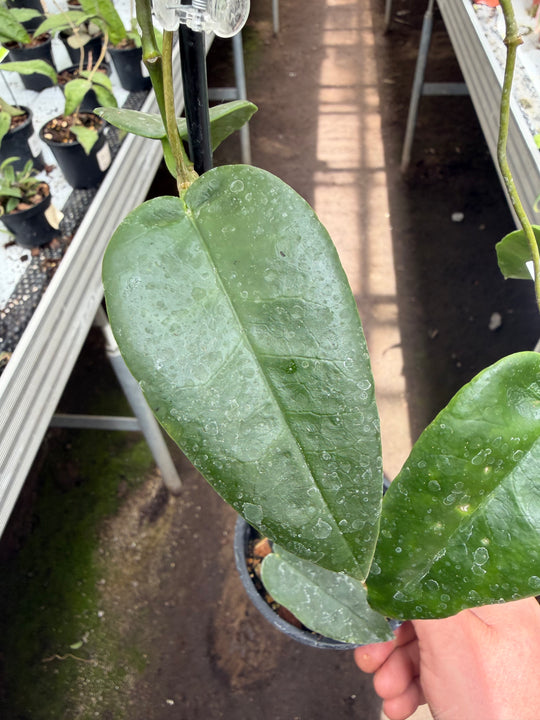 Hoya archboldiana