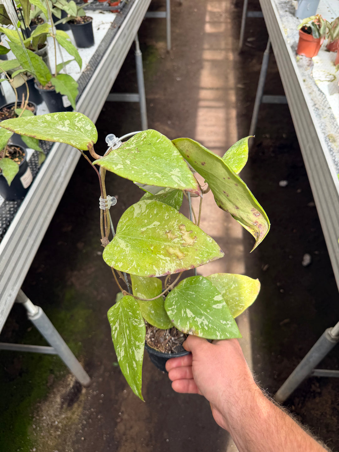 Hoya sp. Sidempuan