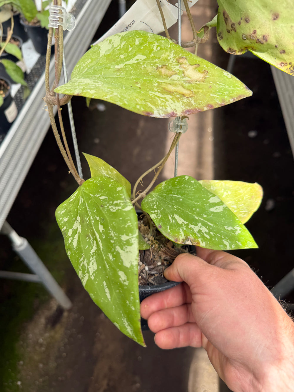 Hoya sp. Sidempuan