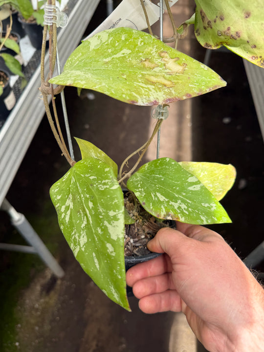 Hoya sp. Sidempuan