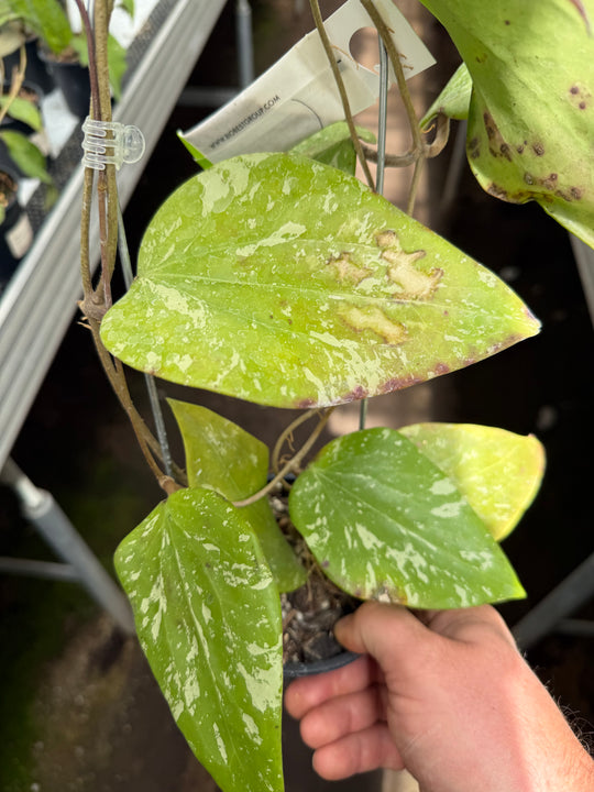 Hoya sp. Sidempuan