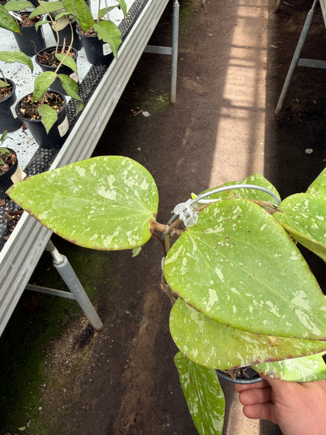 Hoya sp. Sidempuan