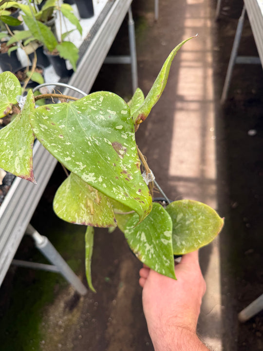 Hoya sp. Sidempuan