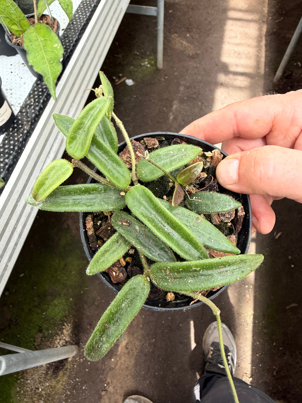 Hoya Lyi