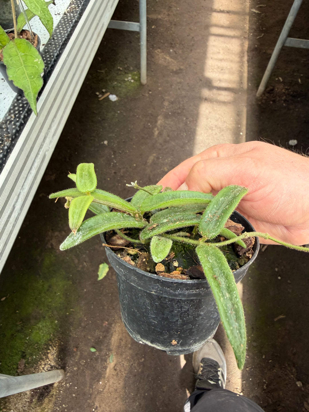 Hoya Lyi