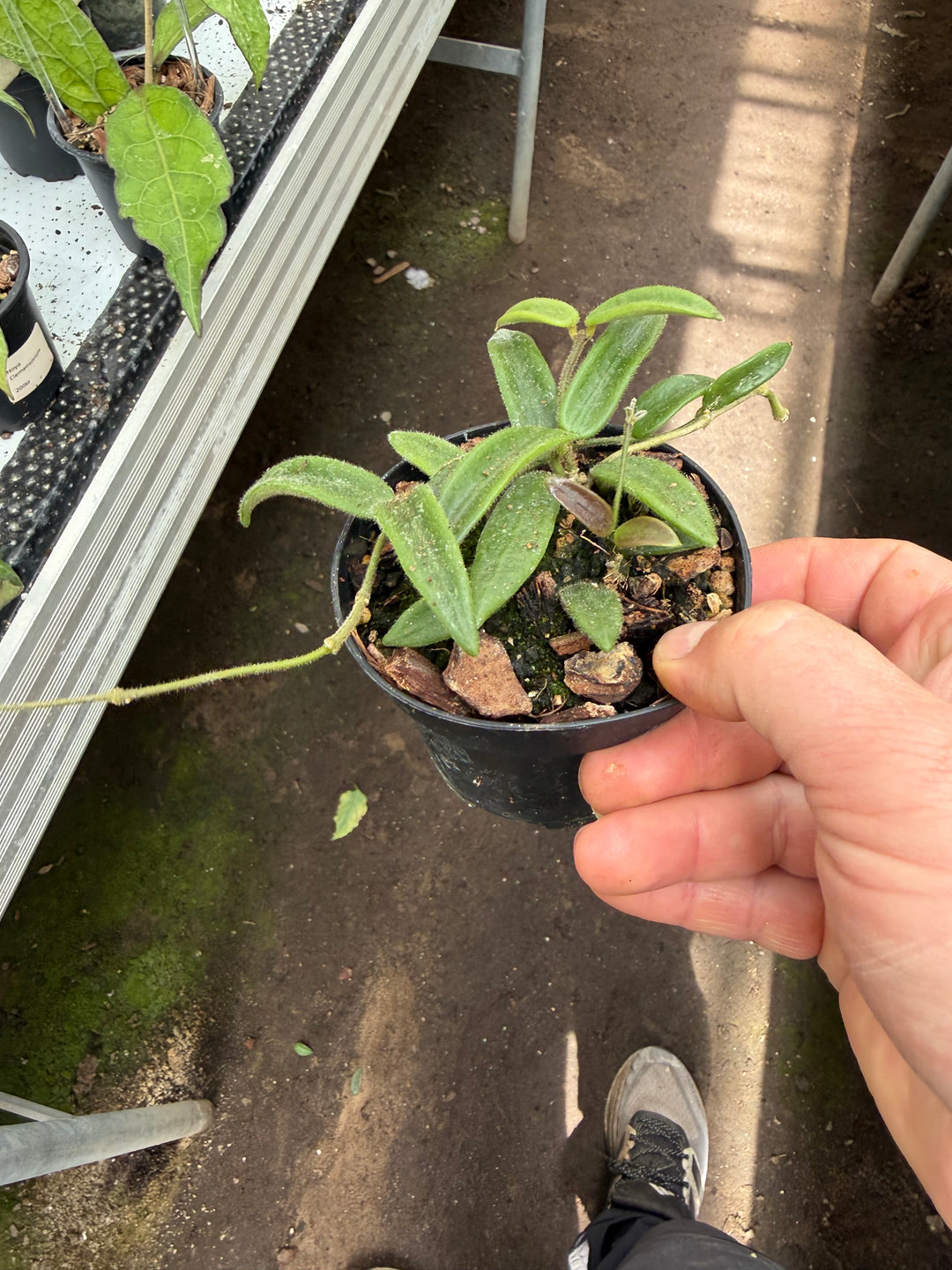 Hoya Lyi
