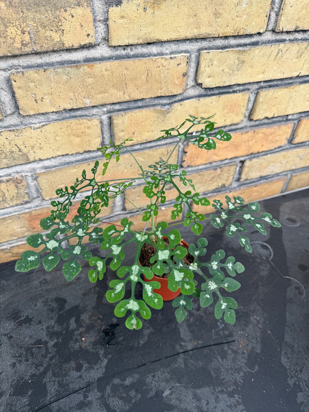 Adenia perrieri