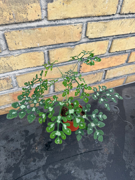 Adenia perrieri