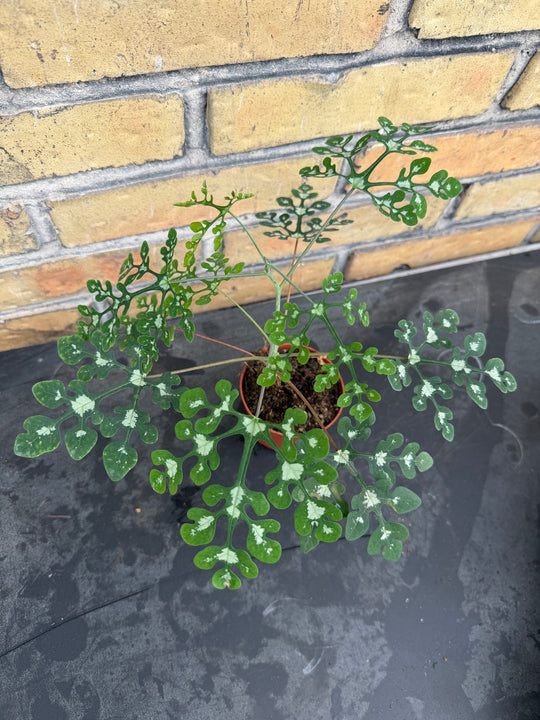 Adenia perrieri