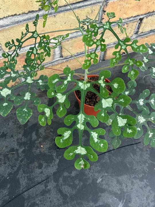 Adenia perrieri