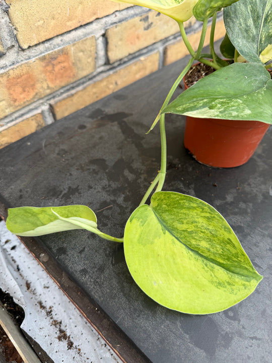 Scindapsus jade satin Aurea