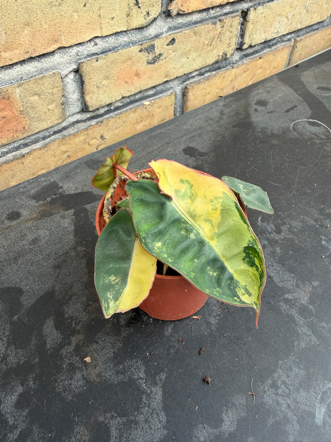 Philodendron billietiae Varigata