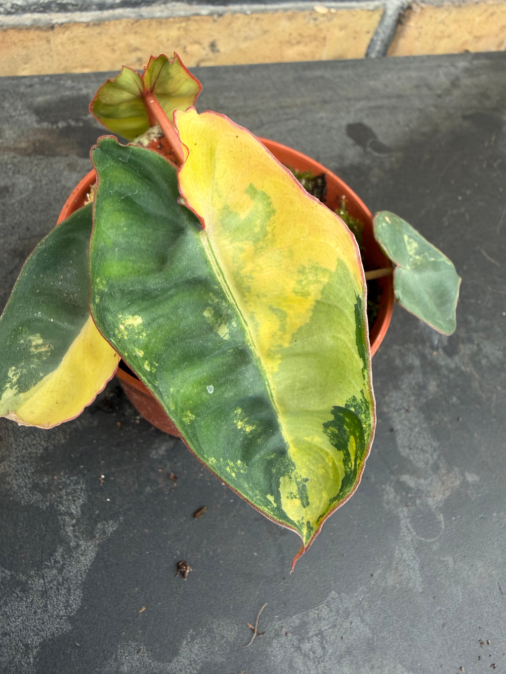 Philodendron billietiae Varigata