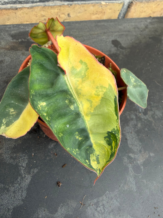 Philodendron billietiae Varigata