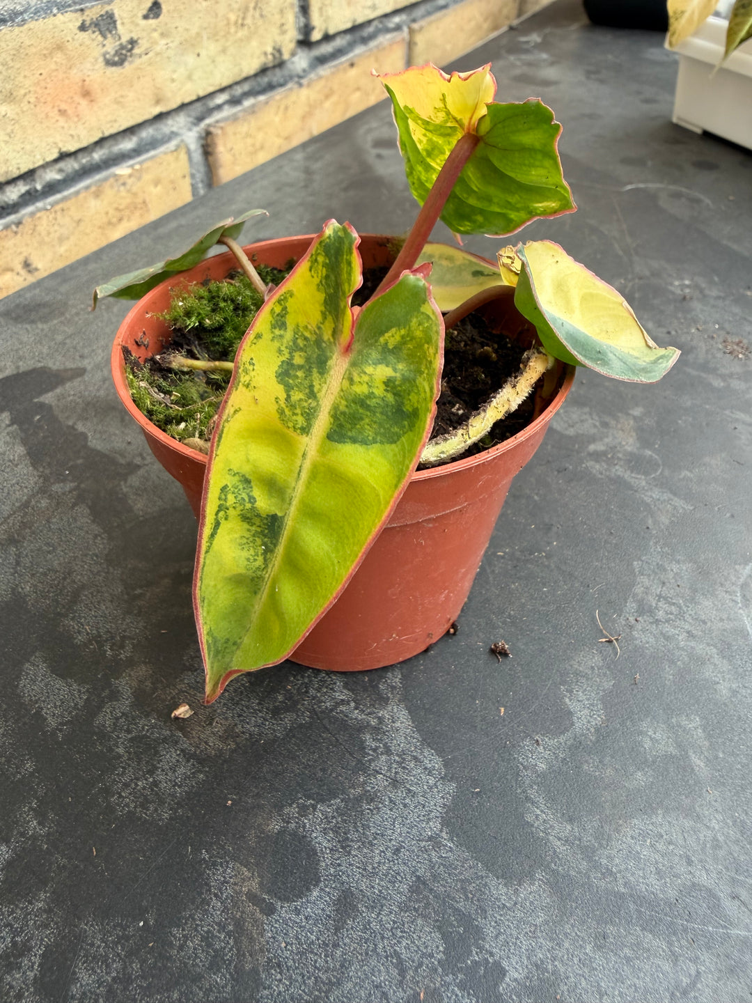 Philodendron billietiae Varigata