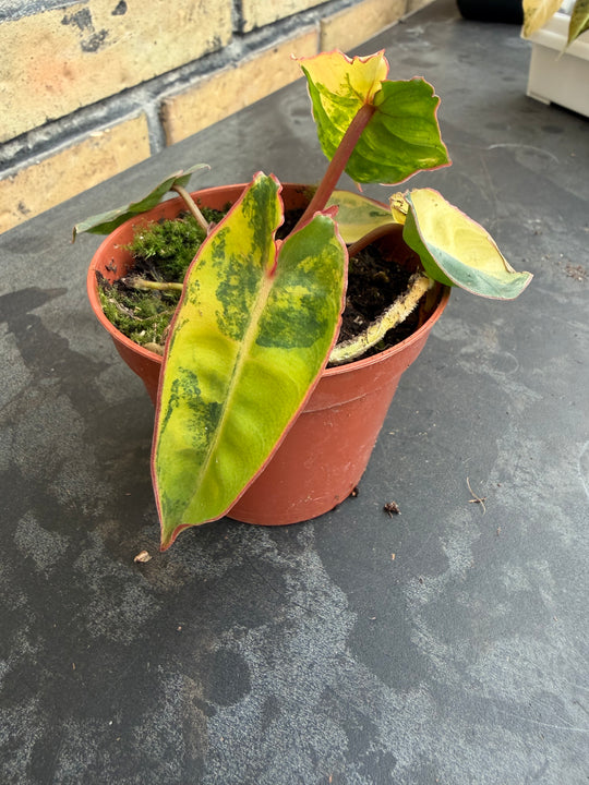 Philodendron billietiae Varigata