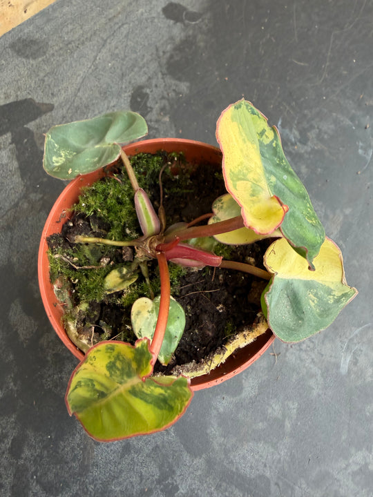 Philodendron billietiae Varigata