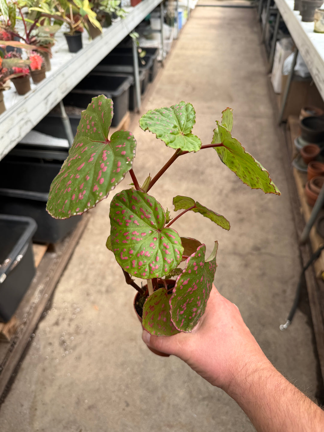 Begonia muara wahau