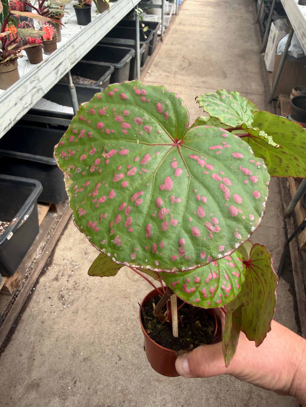 Begonia muara wahau