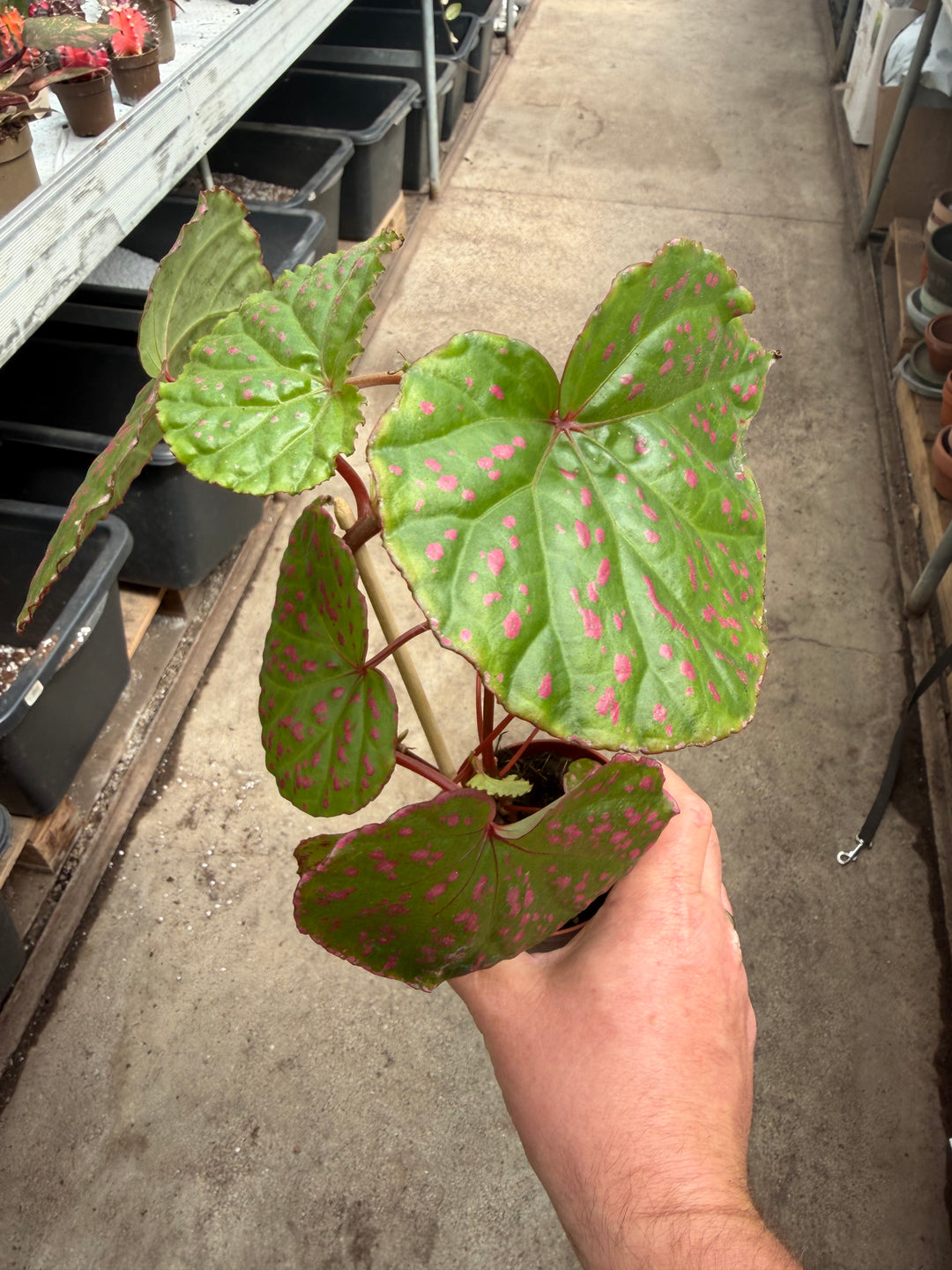 Begonia muara wahau