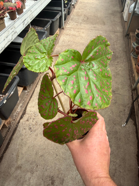 Begonia muara wahau