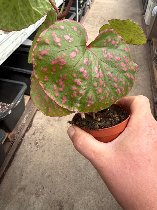 Begonia muara wahau