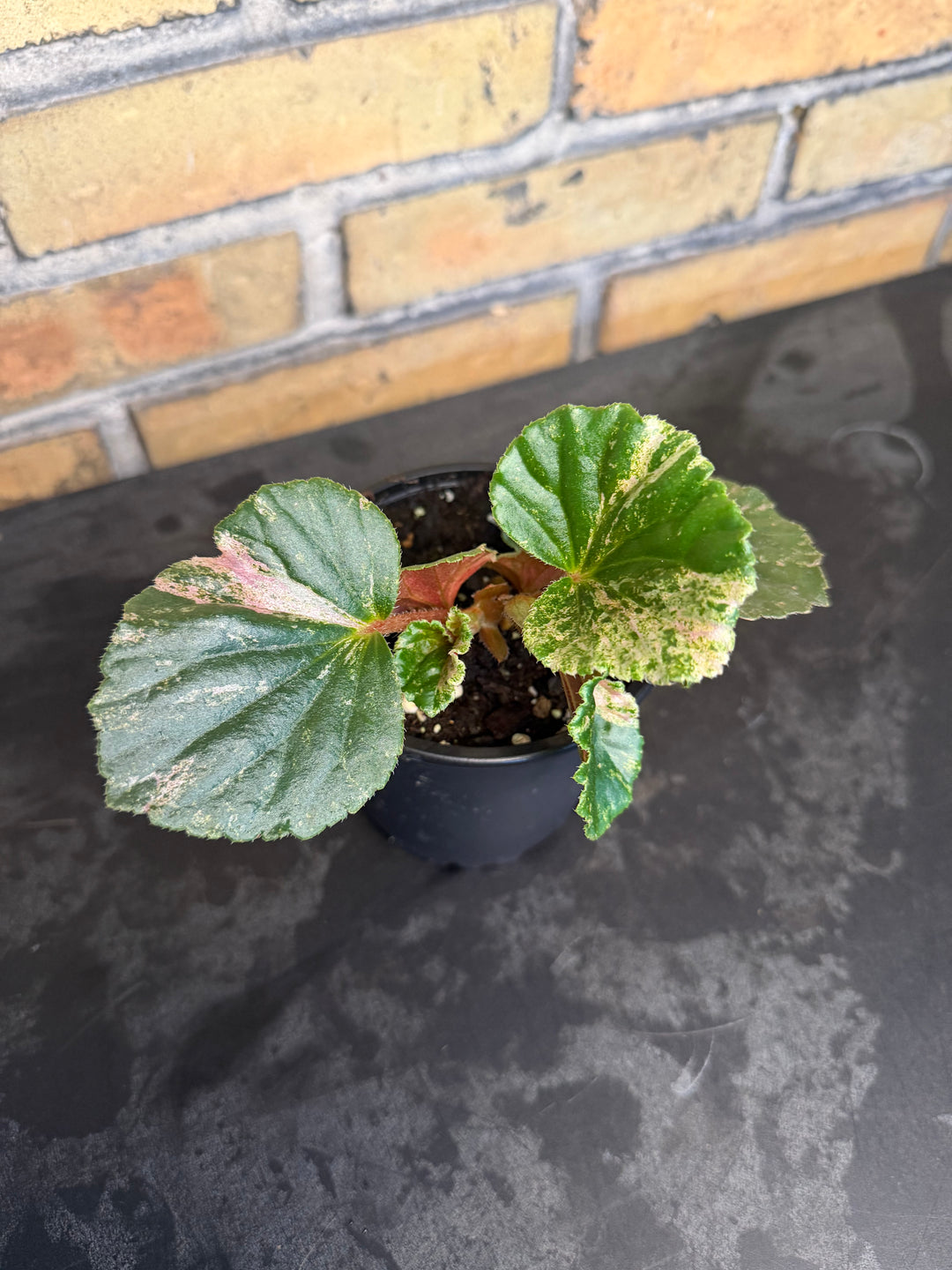 Begonia cucullata pink variegata