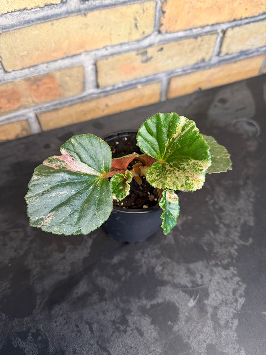 Begonia cucullata pink variegata