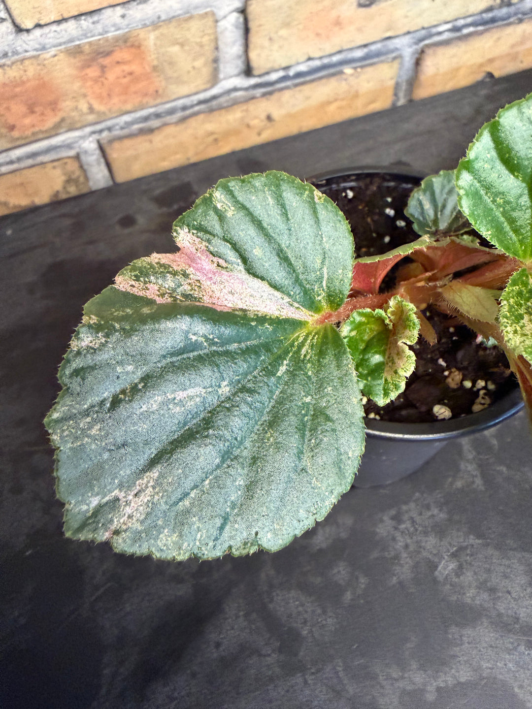 Begonia cucullata pink variegata