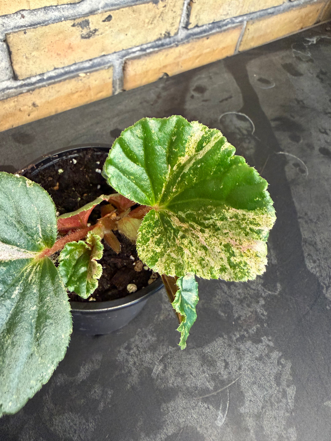 Begonia cucullata pink variegata
