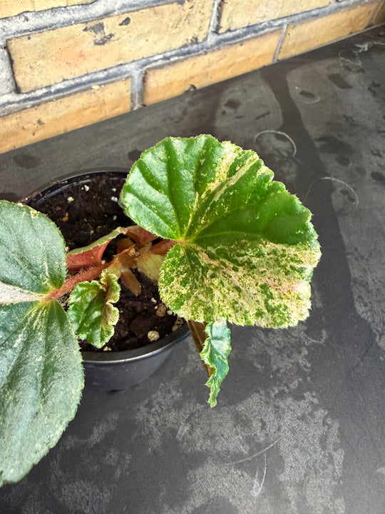 Begonia cucullata pink variegata